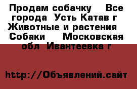 Продам собачку  - Все города, Усть-Катав г. Животные и растения » Собаки   . Московская обл.,Ивантеевка г.